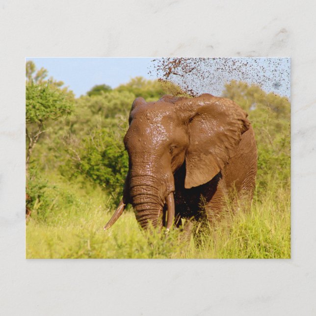 Carte Postale Eléphant (Devant)