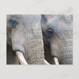 Carte postale Elephant
