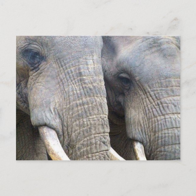 Carte postale Elephant (Devant)