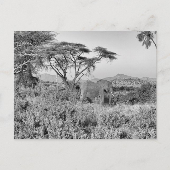 Carte Postale Eléphant à Samburu (Devant)