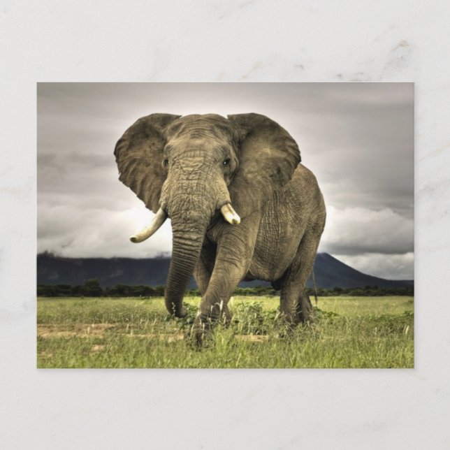 Carte Postale Eléphant africain (Devant)