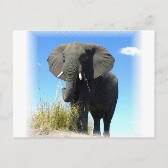 Carte postale Eléphant Africain (Devant)