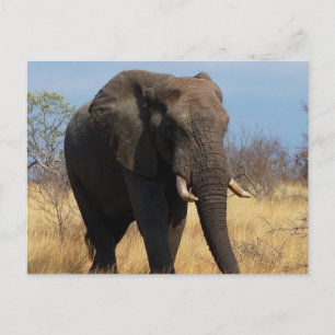 Carte Postale Eléphant africain