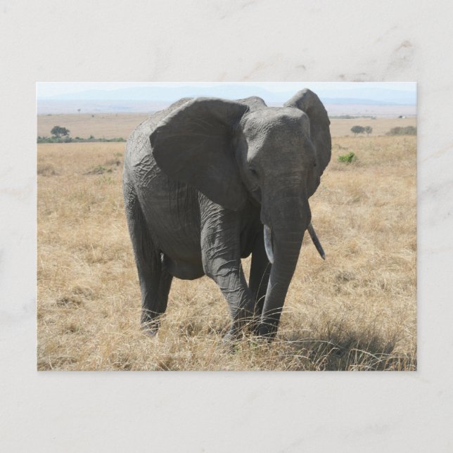 Carte Postale éléphant africain (Devant)