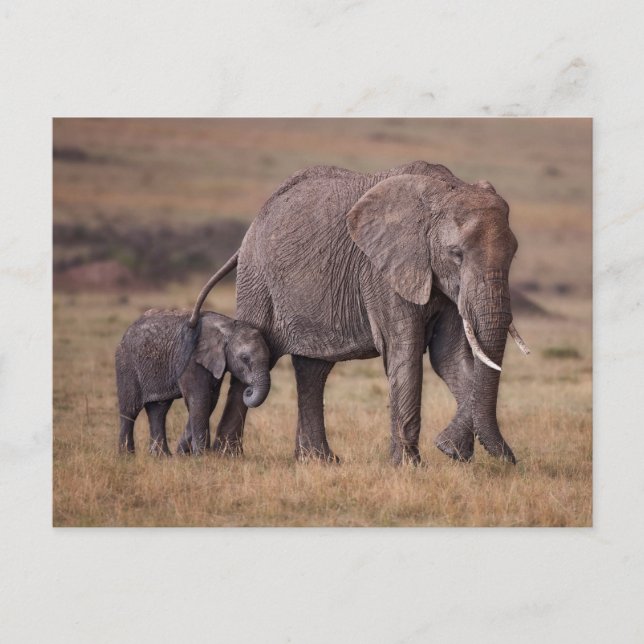 Carte Postale Eléphant africain avec bébé (Devant)