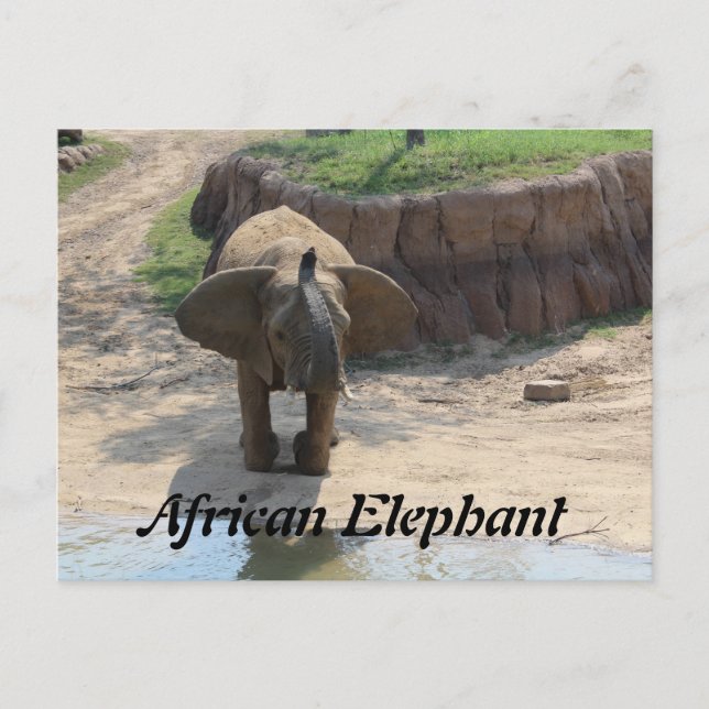 Carte Postale Eléphant africain n° 6 (Devant)