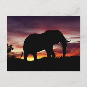 Carte Postale Elephant Afrique Safari Coucher de soleil paysage
