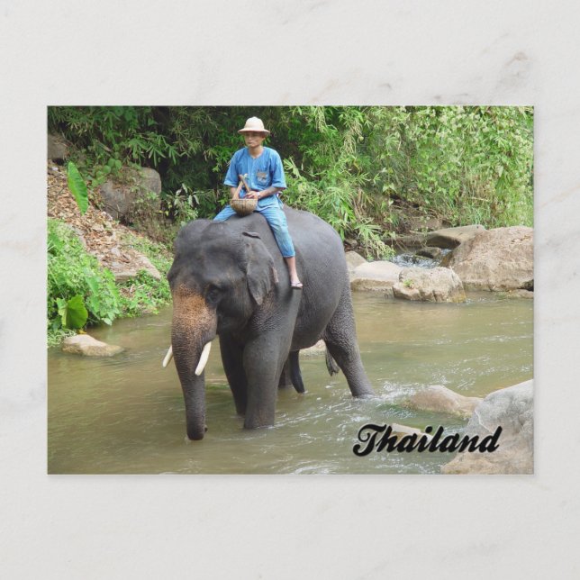 Carte Postale Elephant and Mahout Chiang Mai, Thailand Postcard (Devant)