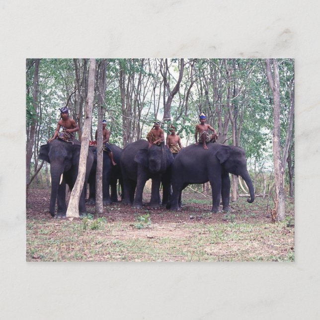 Carte postale Eléphant Asiatique (Devant)