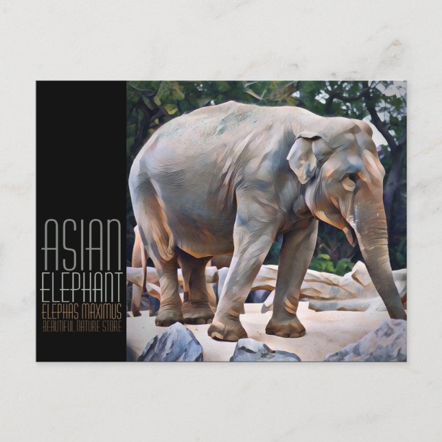 Carte Postale Eléphant asiatique [Carte postale] (Devant)