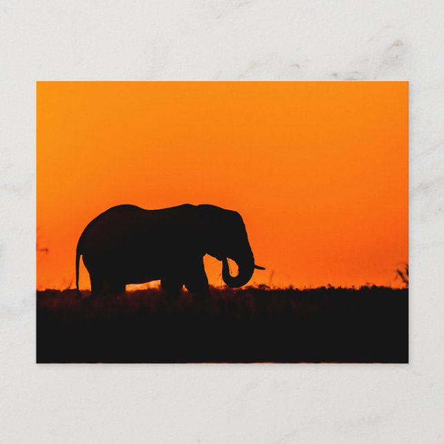 Carte Postale Eléphant au coucher du soleil dans le choix (Devant)