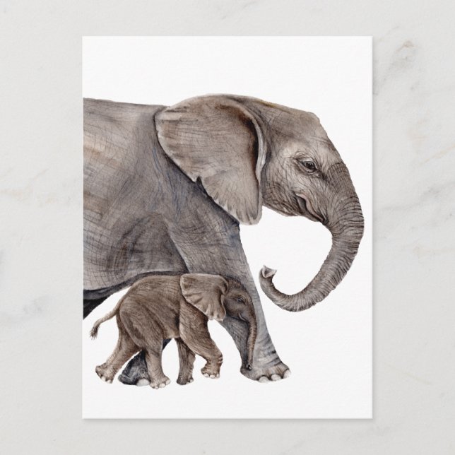 Carte Postale Eléphant avec bébé éléphant (Devant)