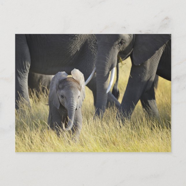 Carte Postale Eléphant bébé (Devant)