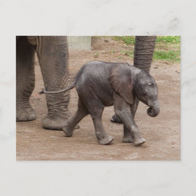 Carte Postale Eléphant bébé (Devant)