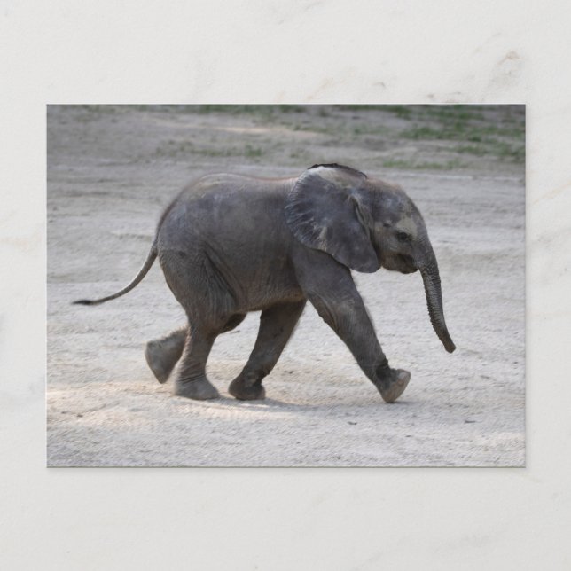 Carte Postale Eléphant bébé doux Kibali (Devant)