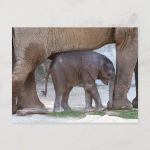 Carte Postale Eléphant bébé se cachant sous la mère