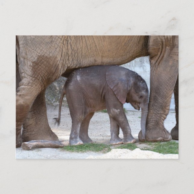 Carte Postale Eléphant bébé se cachant sous la mère (Devant)