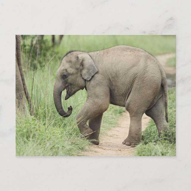 Carte Postale Éléphant bébé suivant sa mère, Corbett (Devant)