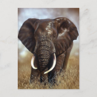 Carte postale Elephant Bull Prints