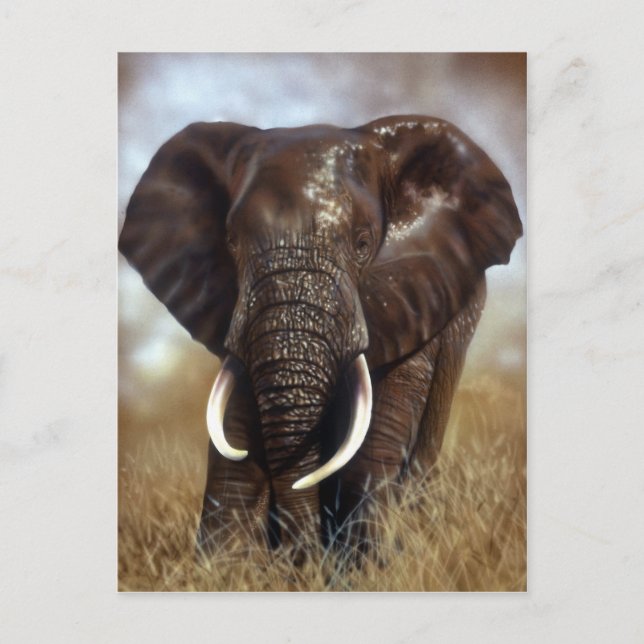 Carte postale Elephant Bull Prints (Devant)