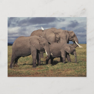 Carte Postale Éléphant d'Afrique bébé avec sa famille