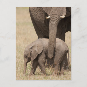 Carte Postale Éléphant d'Afrique bébé avec sa mère