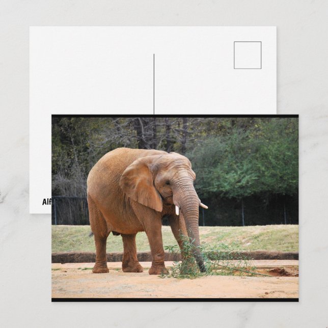 Carte Postale Éléphant d'Afrique dans le parc (Devant / Derrière)