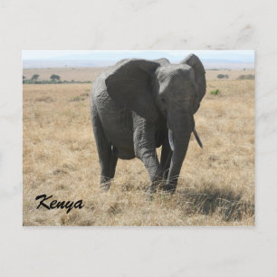 Carte Postale éléphant d'afrique kenya