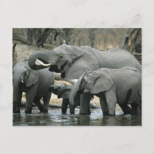Carte Postale Éléphant d'Afrique, (Loxodonta africana), buvant