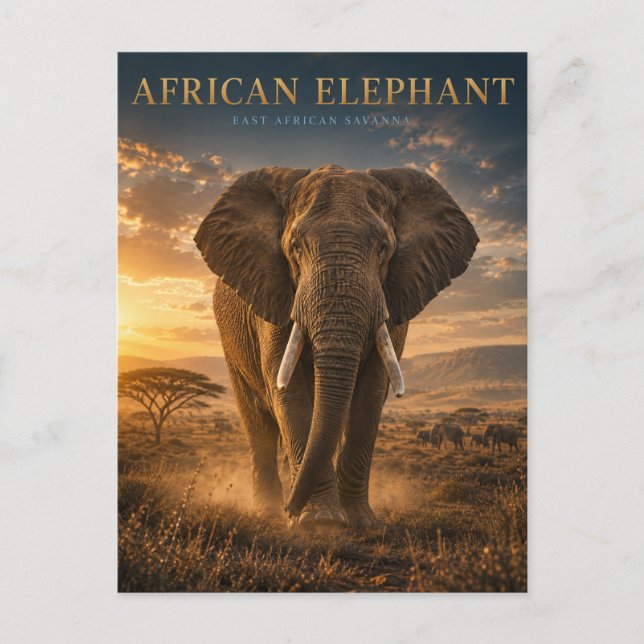 Carte Postale Éléphant d'Afrique Savane ANIMAUX (Devant)