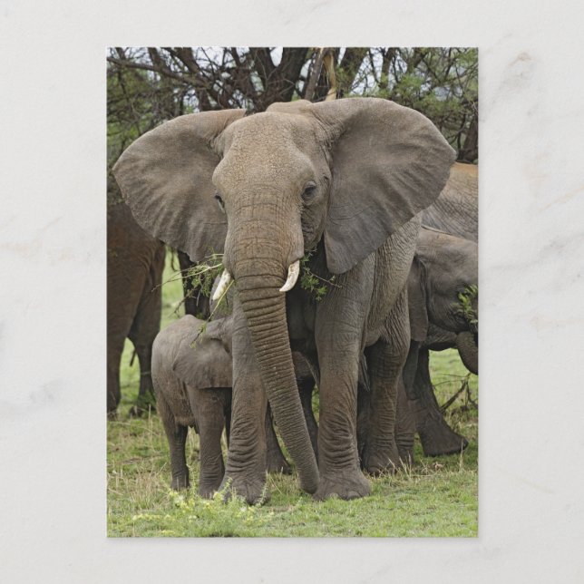 Carte Postale Éléphant d'Afrique | Troupeau (Devant)