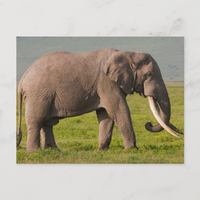 Carte Postale Éléphant d'Afrique, zone de conservation du Ngoron (Devant)