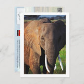 Carte Postale Éléphant dans le parc national d'Amboseli, Kenya (Devant / Derrière)