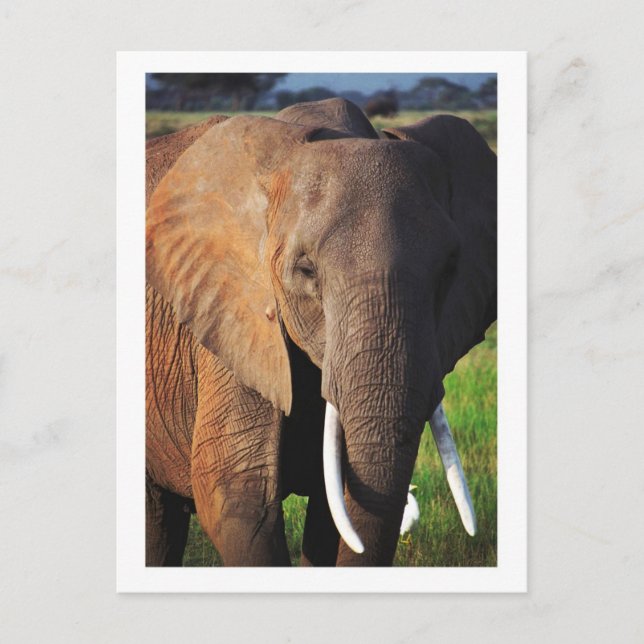 Carte Postale Éléphant dans le parc national d'Amboseli, Kenya (Devant)