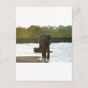Carte Postale Eléphant dans un trou d'eau