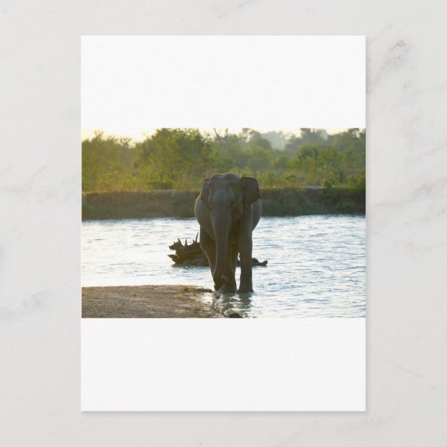 Carte Postale Eléphant dans un trou d'eau (Devant)