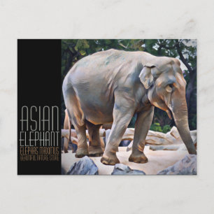 Carte Postale Éléphant d'Asie [Carte postale]