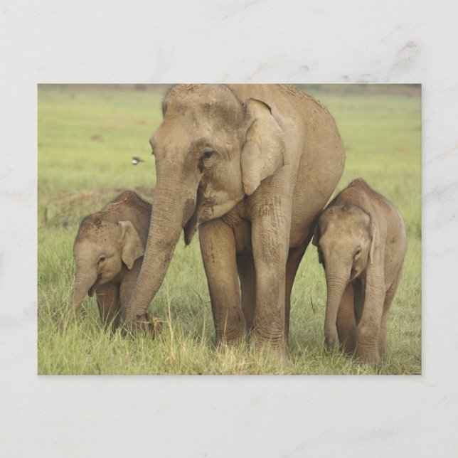 Carte Postale Éléphant d'Asie indien et jeunes (Devant)