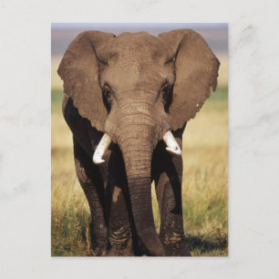 Carte Postale Eléphant de Bush en Afrique