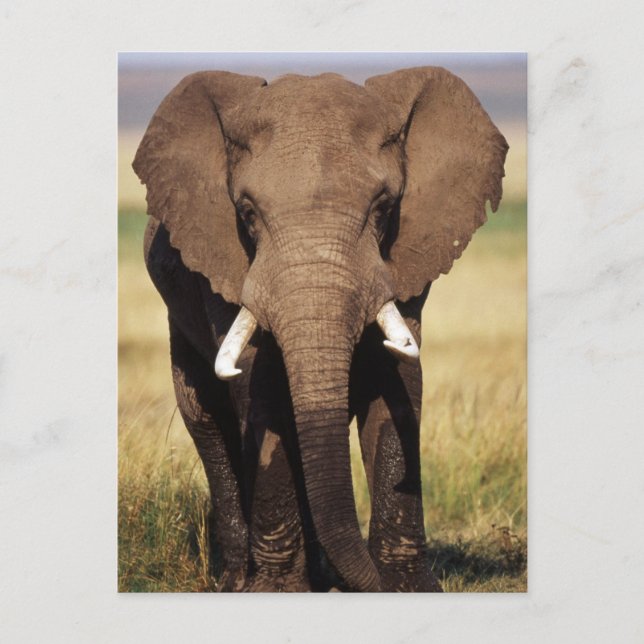 Carte Postale Eléphant de Bush en Afrique (Devant)