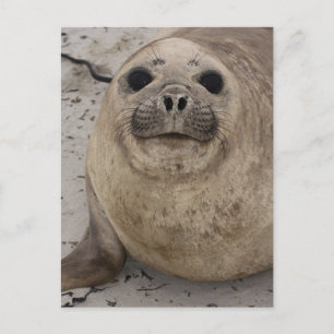 Carte Postale Éléphant de mer austral (Mirounga leonina)