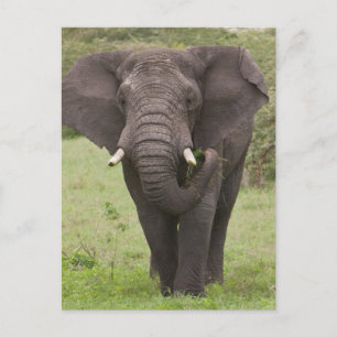 Carte Postale Éléphant de Tanzanie en Afrique dans le cratère du
