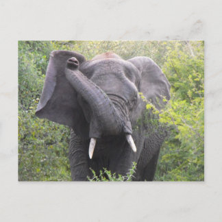 Carte Postale Eléphant en colère