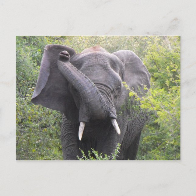 Carte Postale Eléphant en colère (Devant)
