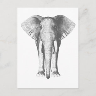 Carte Postale Eléphant en noir et blanc