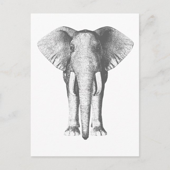 Carte Postale Eléphant en noir et blanc (Devant)