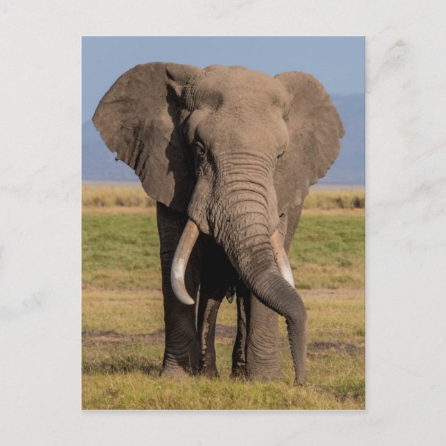 Carte Postale Éléphant en recherche (Devant)