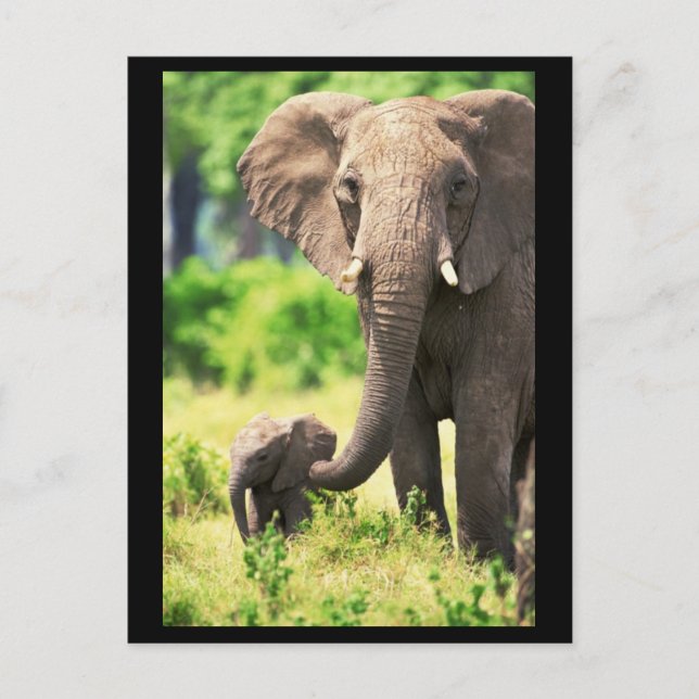 Carte Postale Eléphant et bébé (Devant)