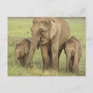 Carte Postale Eléphant et jeunes indiens d'Asie