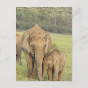 Carte Postale Éléphant indien / asiatique et jeune, Corbett